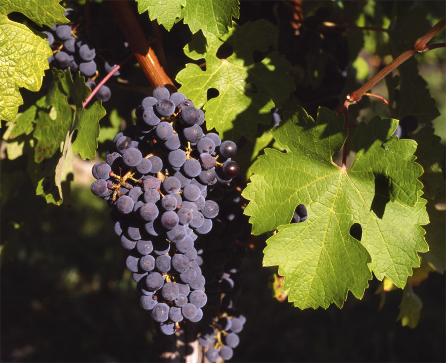 Cabernet Sauvignon grapes on a vine in Gaillac, France