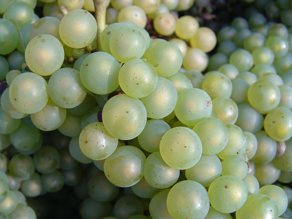 Chardonnay in Australia: styles, regions and food