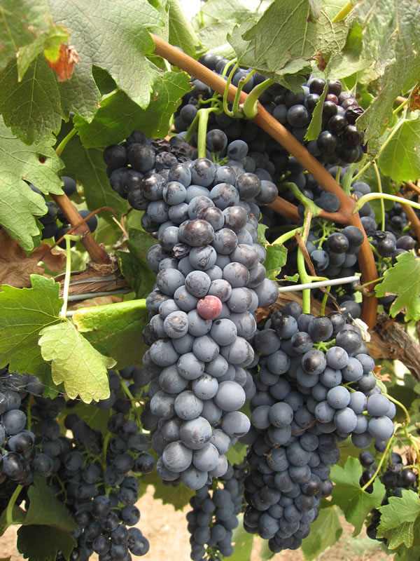 Shiraz grapes growing in Hunter Valley, New South Wales