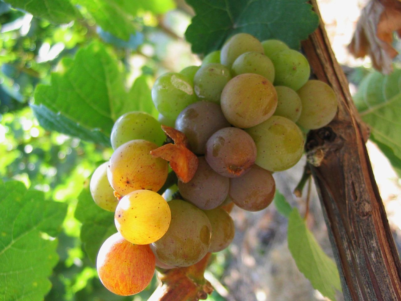 Australian Riesling: Clare and Eden Valley