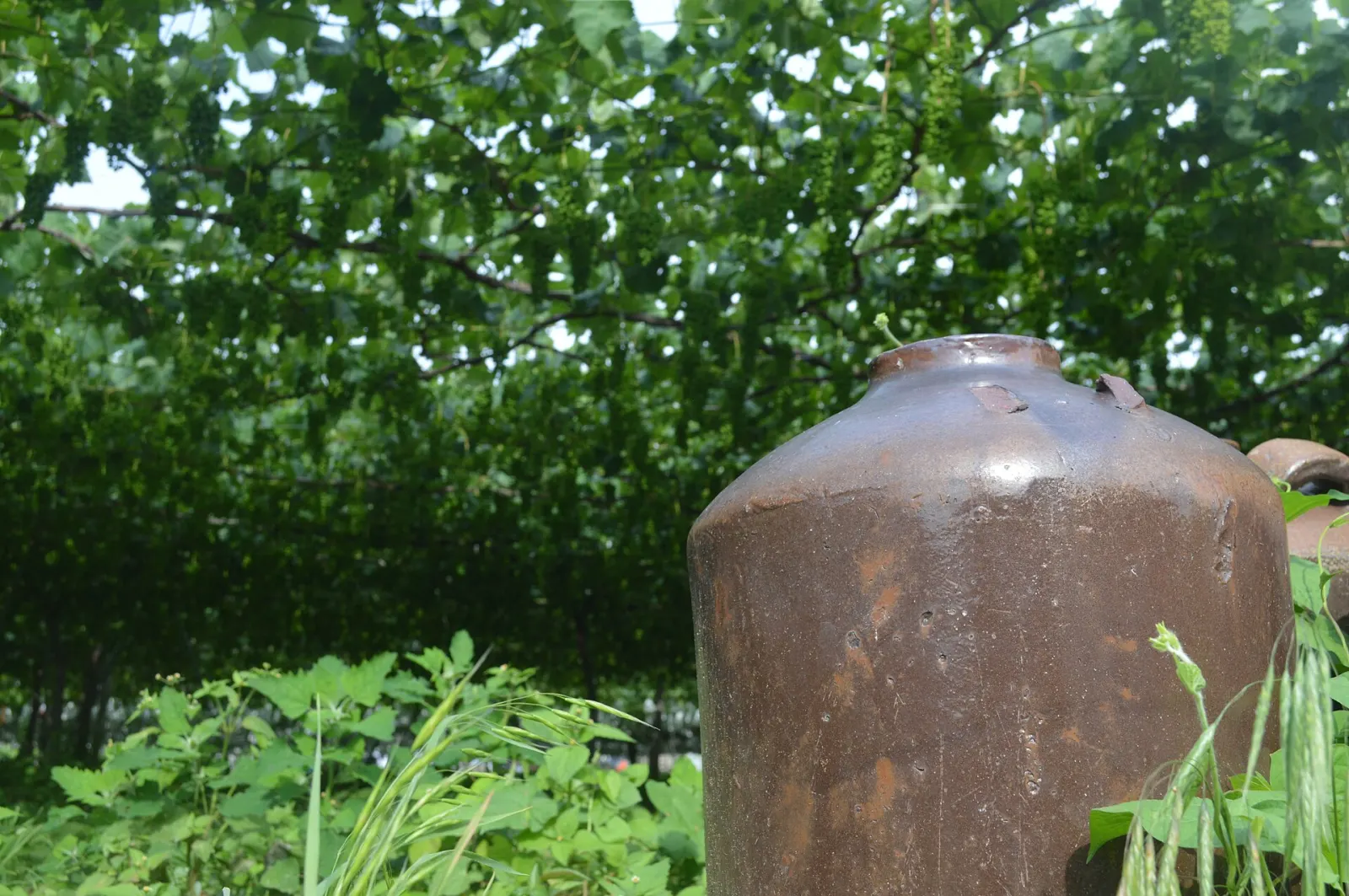 山梨県甲州市勝沼町の甲州種のぶどう棚と古い甕