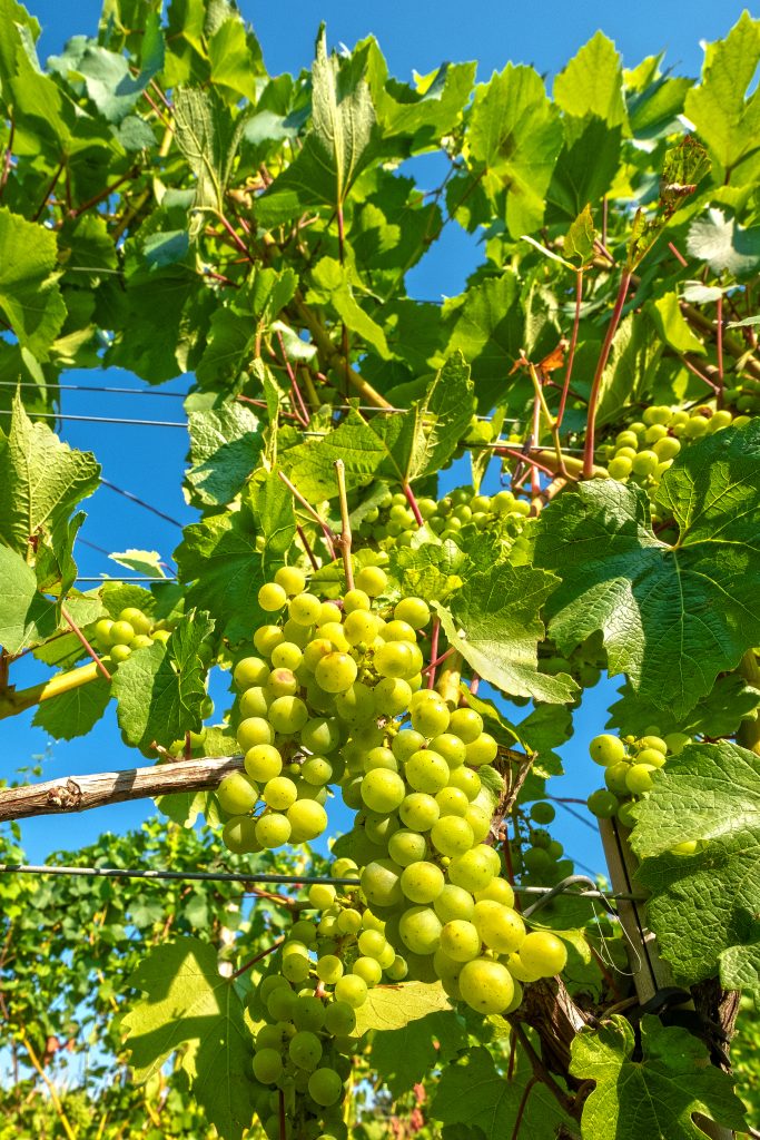 Chardonnay : boisé, non boisé et repères à la SAQ
