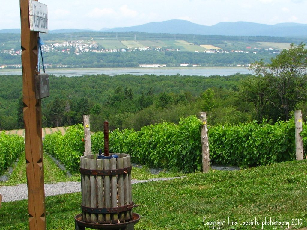 Rangs de vigne à l’île d’Orléans, près de Québec