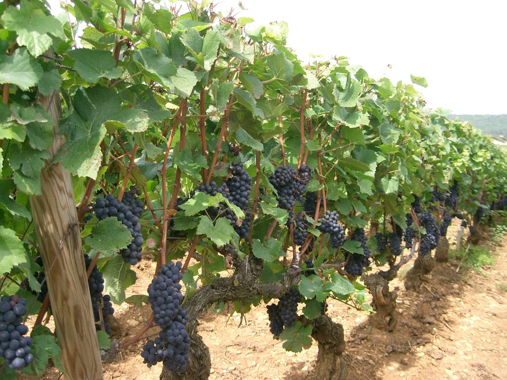 Pinot noir : comprendre le cépage et choisir au Québec