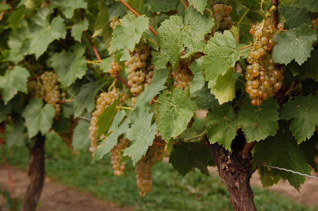 Vidal : vin sec, vendange tardive ou vin de glace?