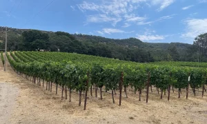 Gundlach Bundschu, California's Oldest Family Winery, Files Chapter 11