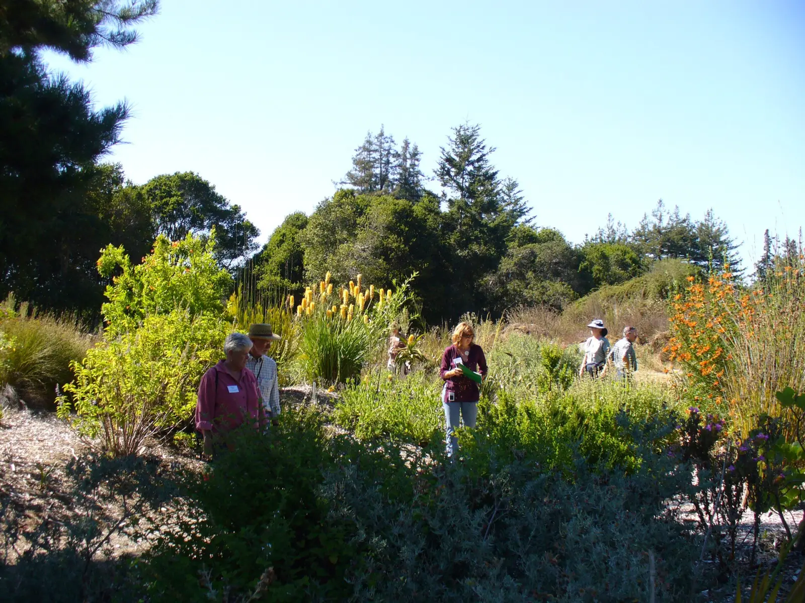 Salvia garden on the Cabrillo College campus in Aptos, California