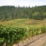 Oregon Starts Vineyard Atlas for All 23 Wine Regions