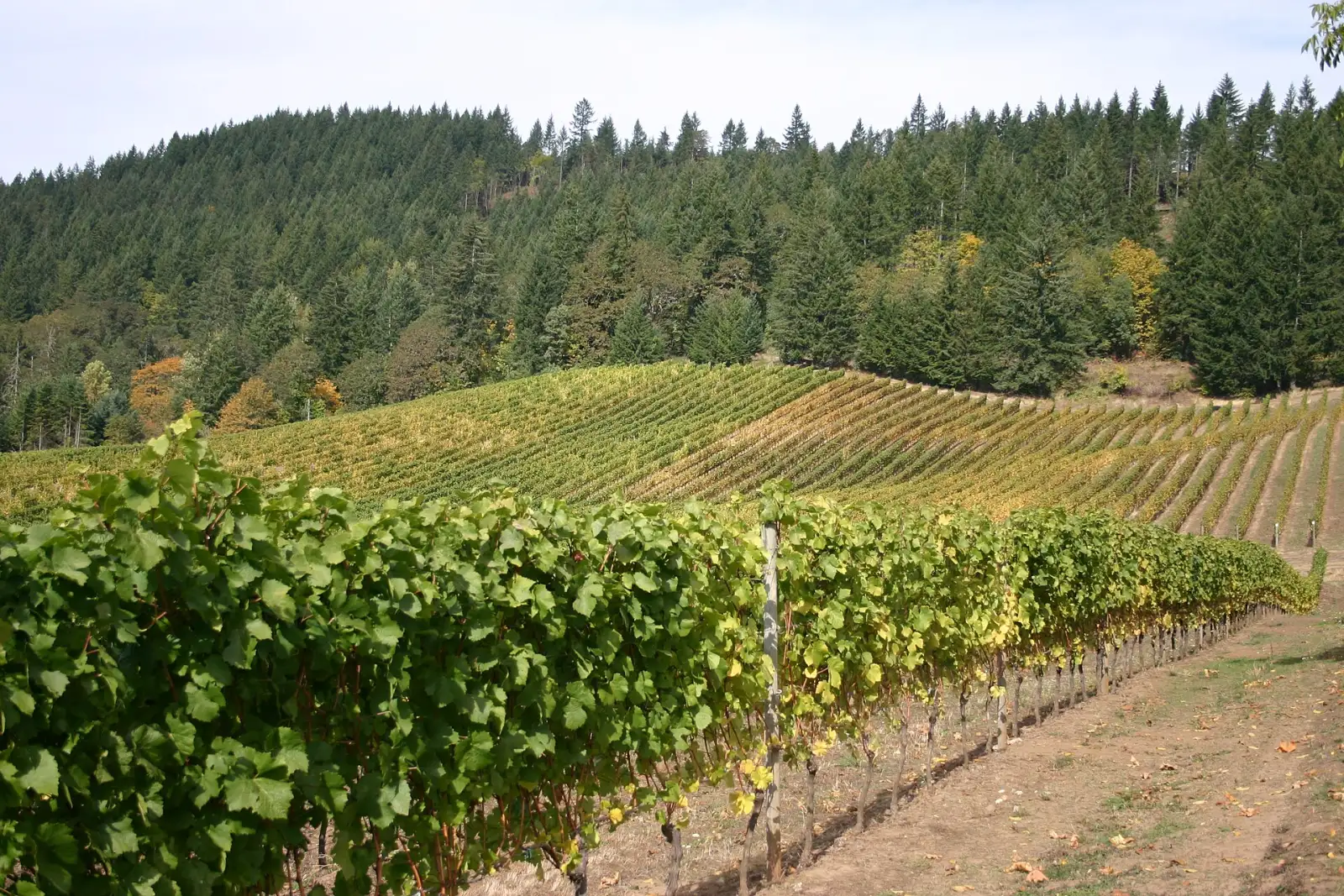 Rows of grapevines in Oregon's Willamette Valley
