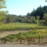 California 2026 Harvest Starts Early as Growers Report Lighter Crops