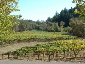 California 2026 Harvest Starts Early as Growers Report Lighter Crops