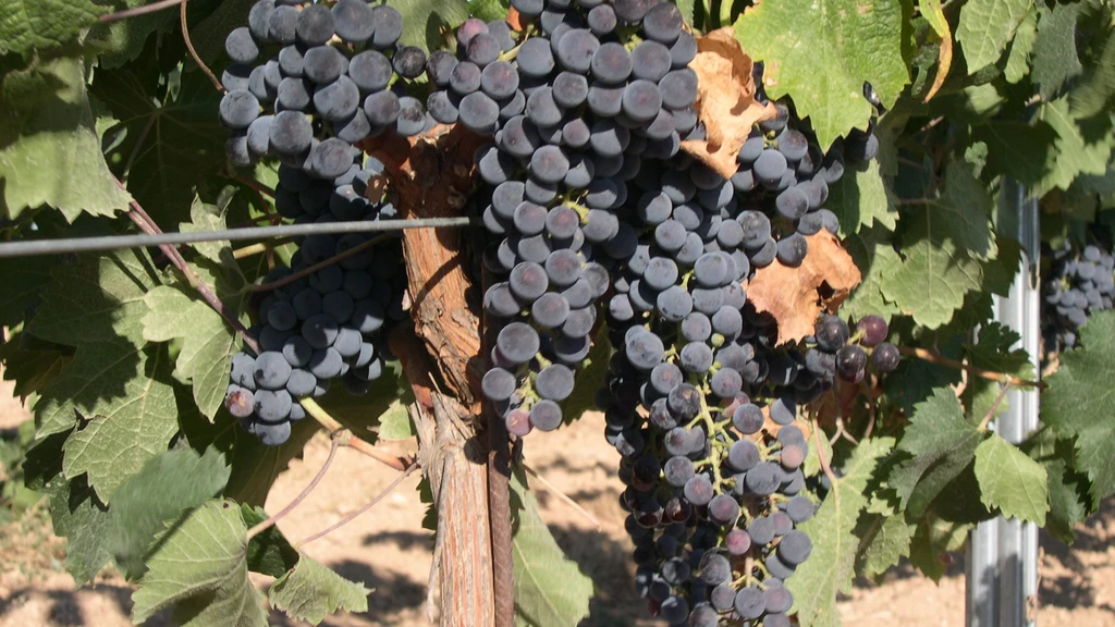 Bunches of Merlot grapes on a vine